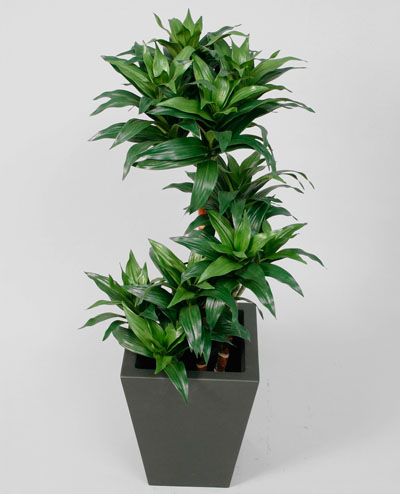 1113-070 Dracaena Fragrans 70cm, 1113-100 Dracaena Fragrans 100cm, 1113-150 Dracaena Fragrans 150cm